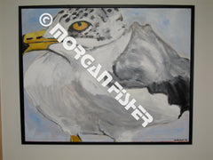Bird Gallery | Portfolio
