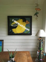Bird Gallery | Portfolio