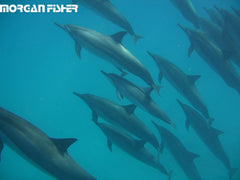 Coastal Sol™| Photos