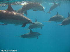 Coastal Sol™| Photos