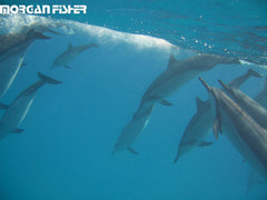 Coastal Sol™| Photos