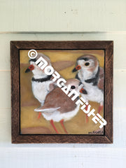 Bird Gallery | Portfolio